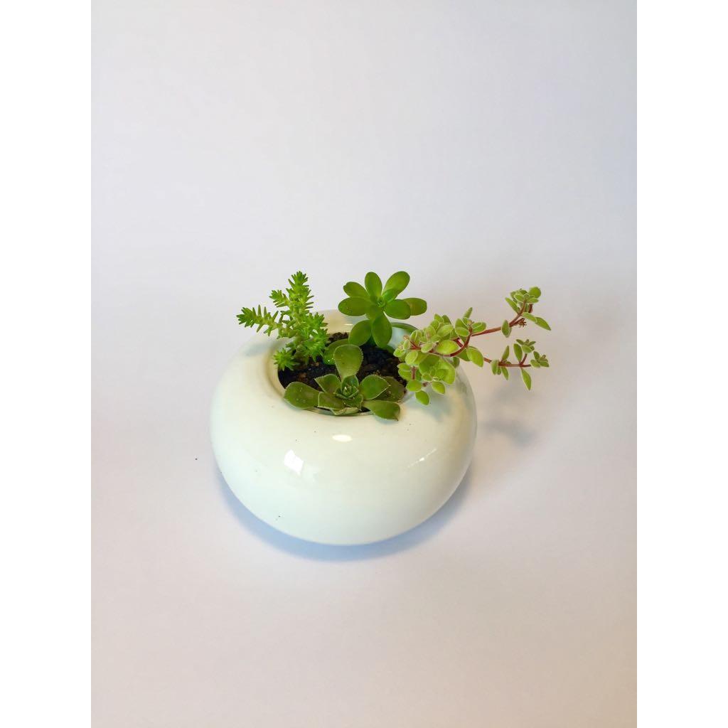 SUCULENTAS EN GLOBO CERAMICA BLANCO